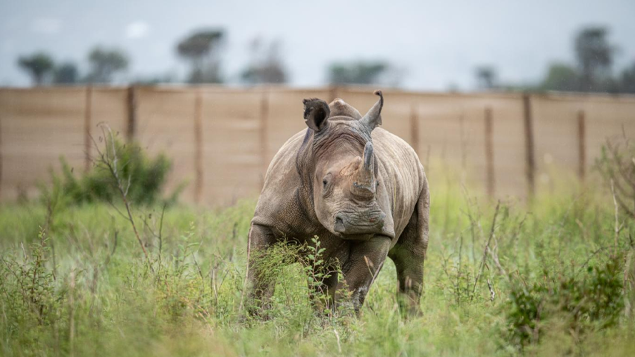 Rhino killed its keeper!
