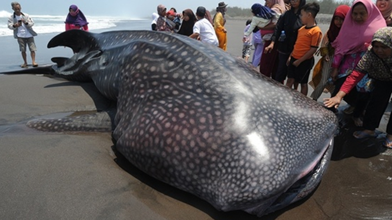 This is how the giant whale washed ashore, its beauty mesmerized those who saw it!