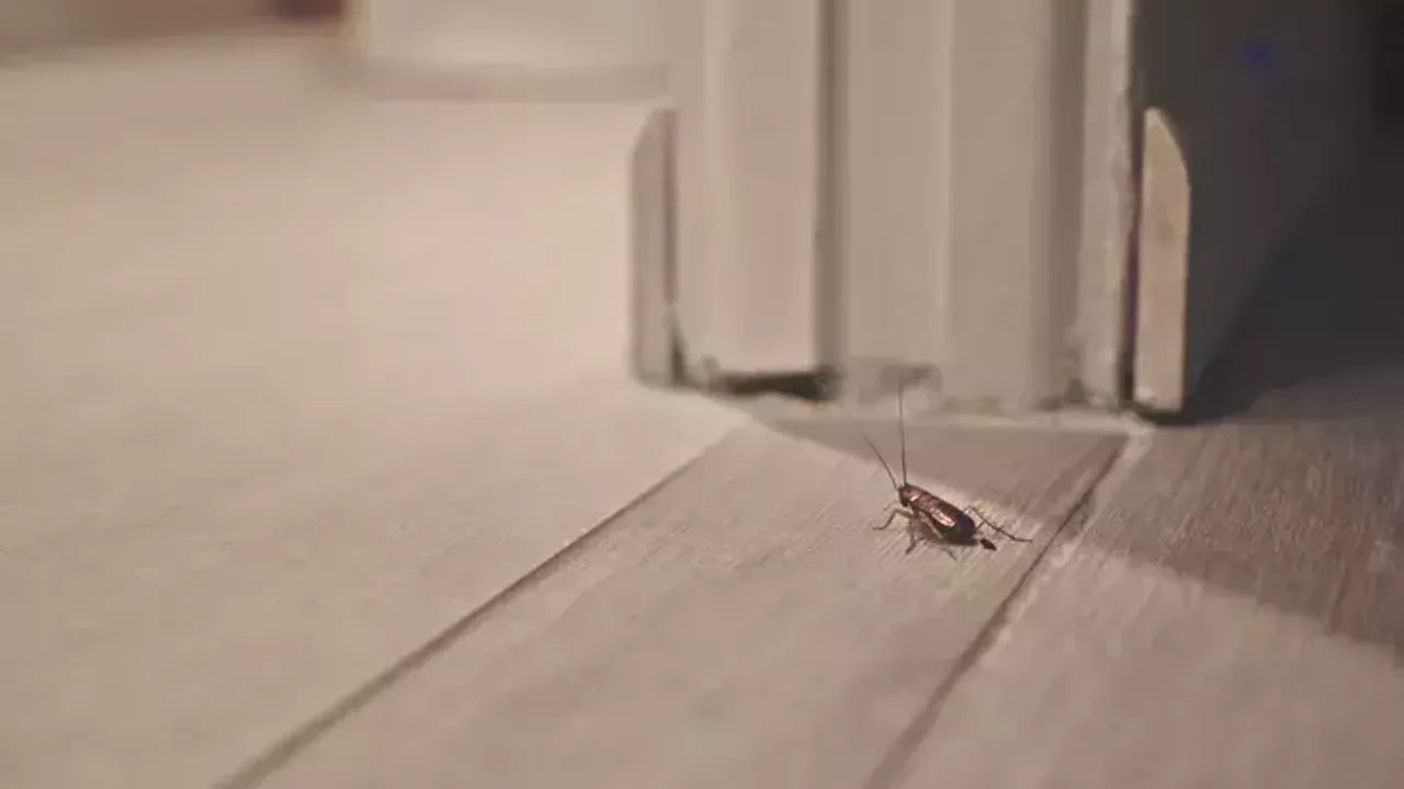 House exploded while trying to kill cockroach