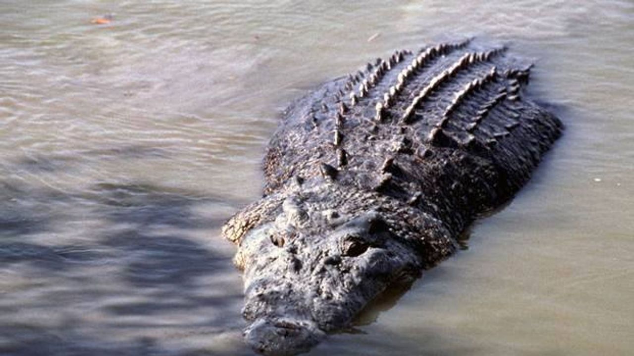Planes sink, crocodiles swim in floods