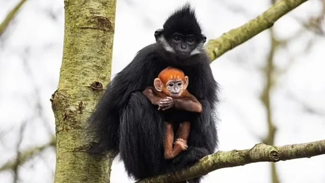 An endangered "langur monkey" has been born!