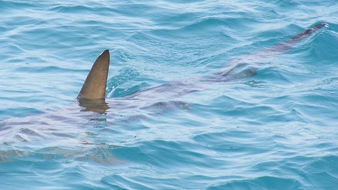 Surfer injured by shark in Hawaii dies!