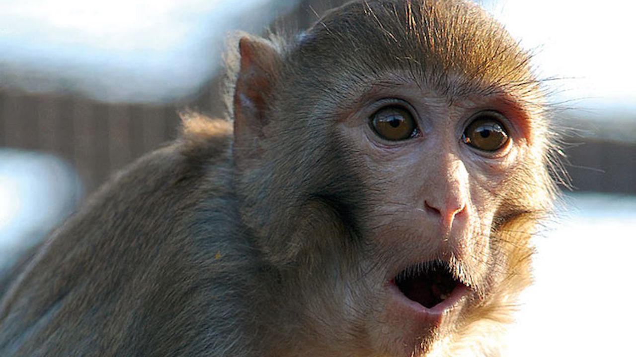 Scientists have successfully cloned a monkey for the first time!
