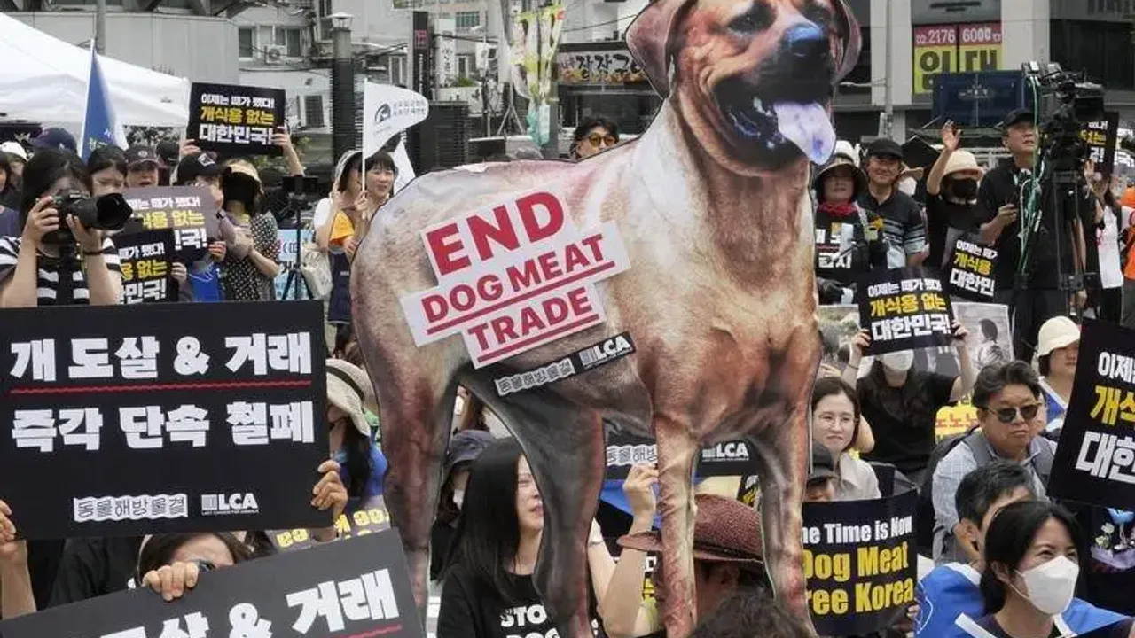 Dog meat trade and consumption banned in South Korea!