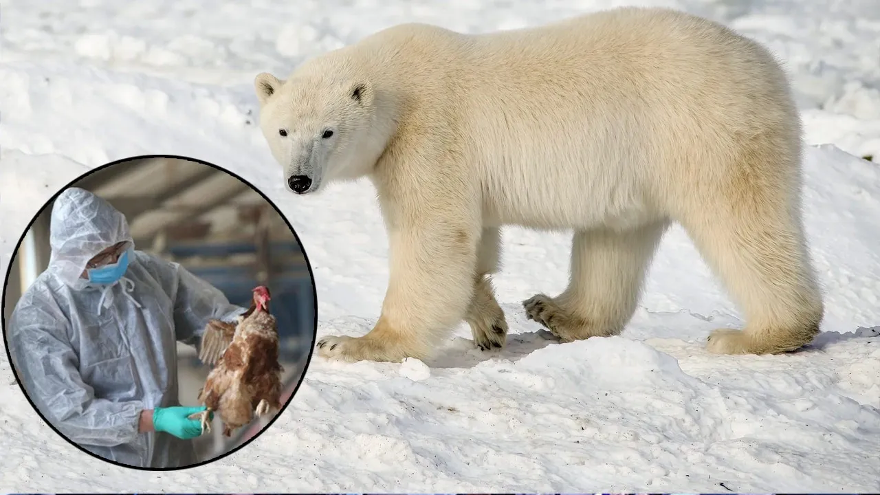 A first in the world... Polar bear dies of bird flu!