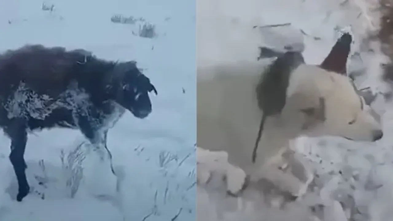 Are the photos showing animals freezing to death standing up real? Here is the scientific analysis!