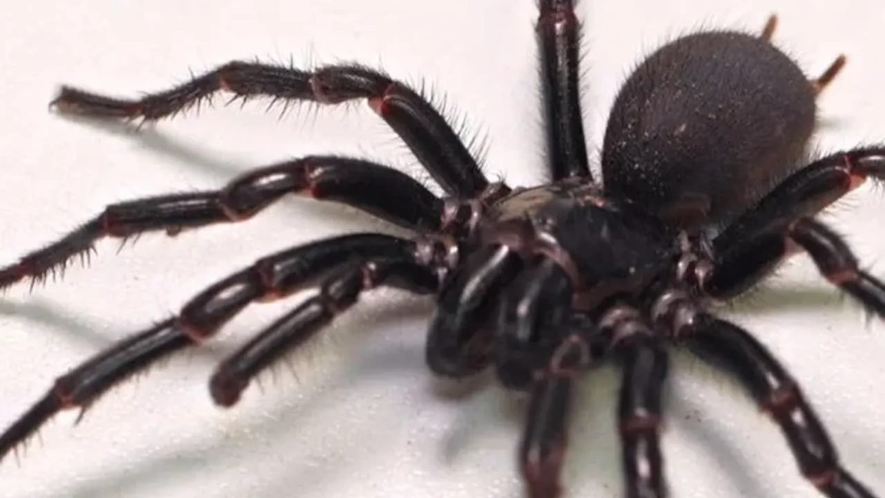 The largest specimen of the world's most venomous spider found!