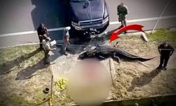 He went down the street with the body in his mouth: Crocodile horror!