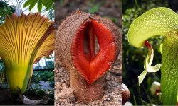 The world's most frightening plants! Frightening to those who see them!