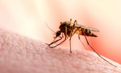 Death toll from dengue fever exceeds 900!