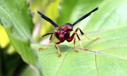 Now you can sit comfortably in your garden: Natural insect repellent!