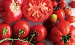 Store your tomatoes before they rot: They never go moldy and stay fresh for weeks!