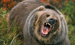 Grizzly bear attack in a national park in Canada: 2 dead!