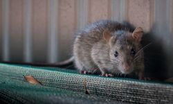 Rat infestation in Australia!