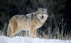 First step taken to allow wolves to be hunted on the grounds that their population is increasing