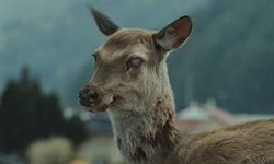 Zombie deer disease is spreading!