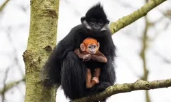 An endangered "langur monkey" has been born!