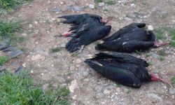 Hunters killed 3,600 birds in the US!