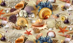 Have you ever wondered how awe-inspiring seashells are formed?