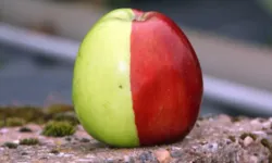 Are Red Apples or Green Apples Healthier? Here are the surprising results...