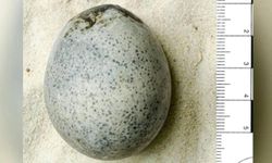 1700-year-old Roman egg still intact
