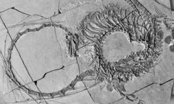 Fossil reveals 240 million-year-old 'dragon'
