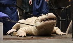 70 coins removed from crocodile's stomach