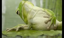 Do female frogs play dead "to get rid of the males"?
