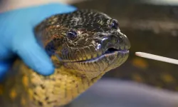 A new species of Amazon anaconda, the world's largest snake, has been discovered!