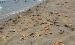 Thousands of dead starfish washed ashore!