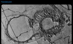 Was a 240 Million Year Old Dragon Fossil Found in China?