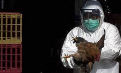 WHO announced the risk level of bird flu!
