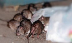 Rat crisis in Japan