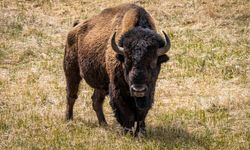 Drunk man kicks bison, injured and arrested