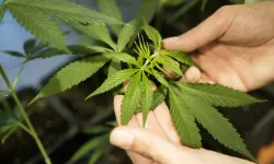 Joe Biden's new step for cannabis!