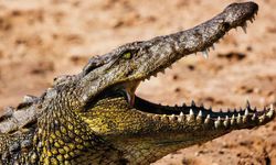 Child thrown into the river by his parents, killed by crocodiles!