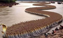 Is it true that the image shows the migration of snakes?