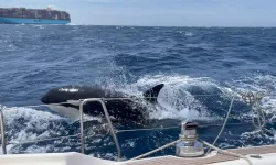 Yacht sank after being attacked by killer whales!