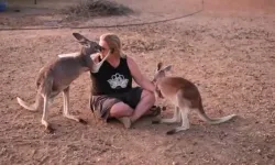 She keeps dozens of kangaroos in her house!