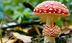 Experts warn: The risk of deadly "fungal epidemics" is increasing!