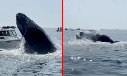 The whale attacked and capsized the boat!