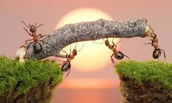 The amazing treatment method of ants: They amputate their wounded!