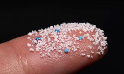 Microplastics found in the human brain! How do they reach the brain?