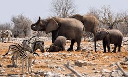 African country to slaughter elephants and zebras for public distribution