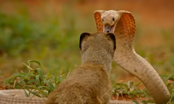 “Mongoose” destroyed after poisonous snake removal