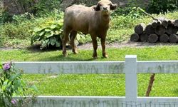 Buffalo escaping death and police became famous