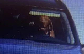 Dog at the wheel caught on speed camera