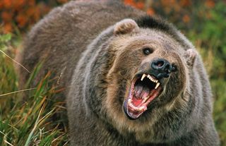 Grizzly bear attack in a national park in Canada: 2 dead!