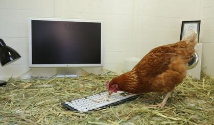 They translated the chicken cluck! See what chickens say....