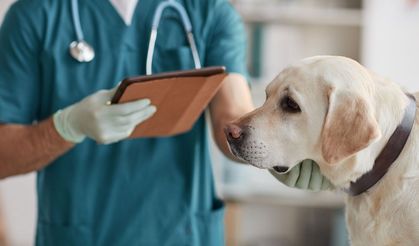 Mysterious disease in the US: It's spreading among dogs!
